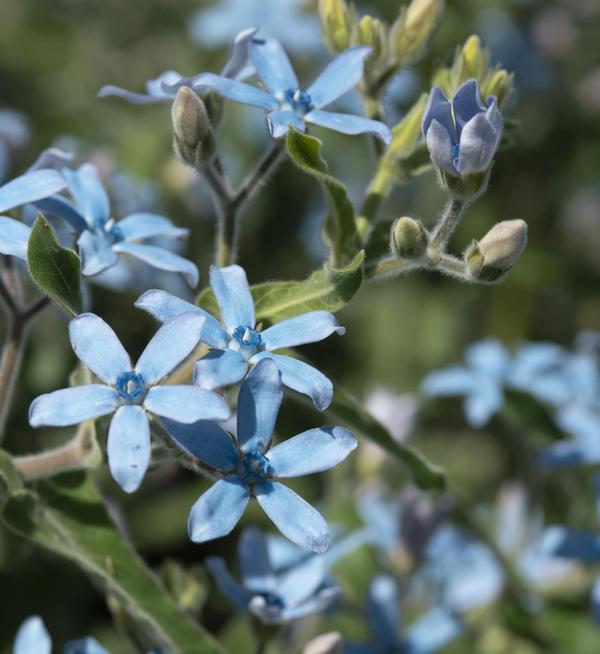 Oxypetalum coeruleum Heavenly Blue