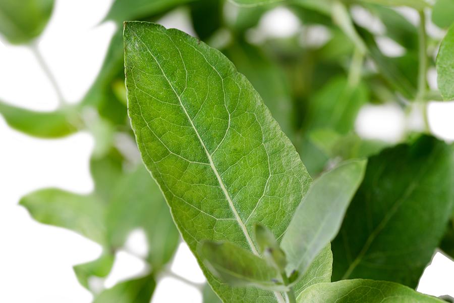 Eucalyptus globulus