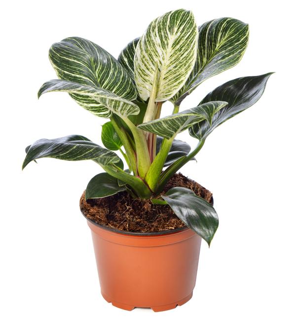 Philodendron 'Zebra'