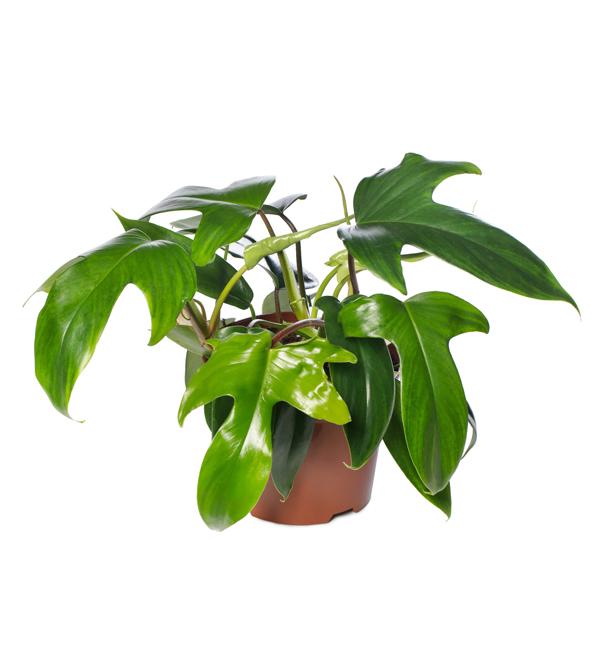 Philodendron 'Florida Beauty Green'