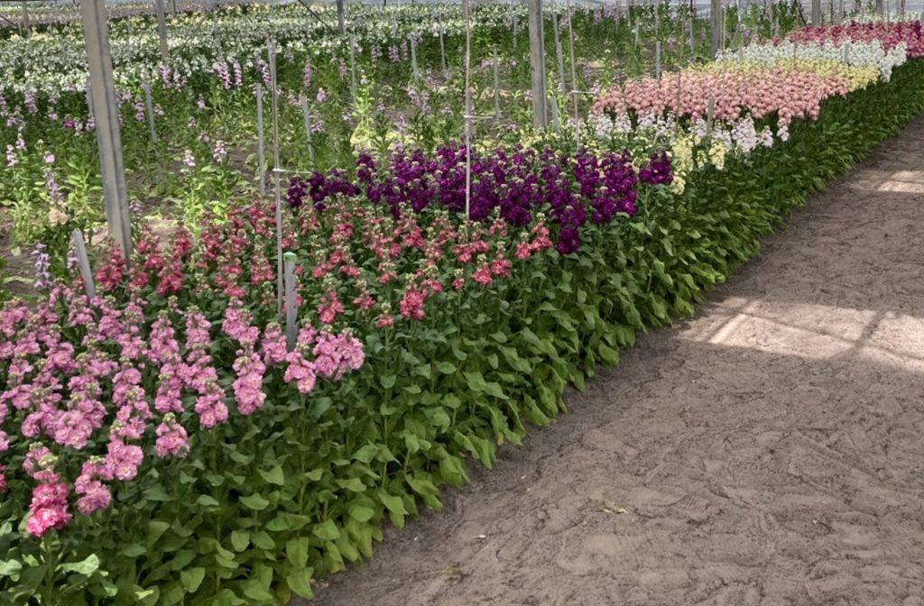 Matthiola trials from Evanthia show a breeding breakthrough