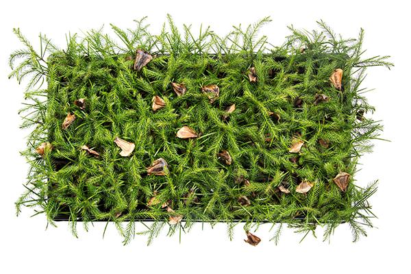 Binnenkort beschikbaar: nieuwe zaadoogst en jonge planten van Araucaria excelsa
