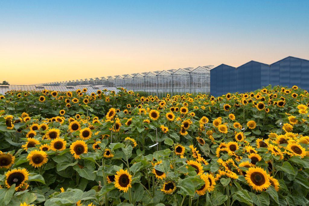 DE GIRA: Los Ensayos de Helianthus de Evanthia