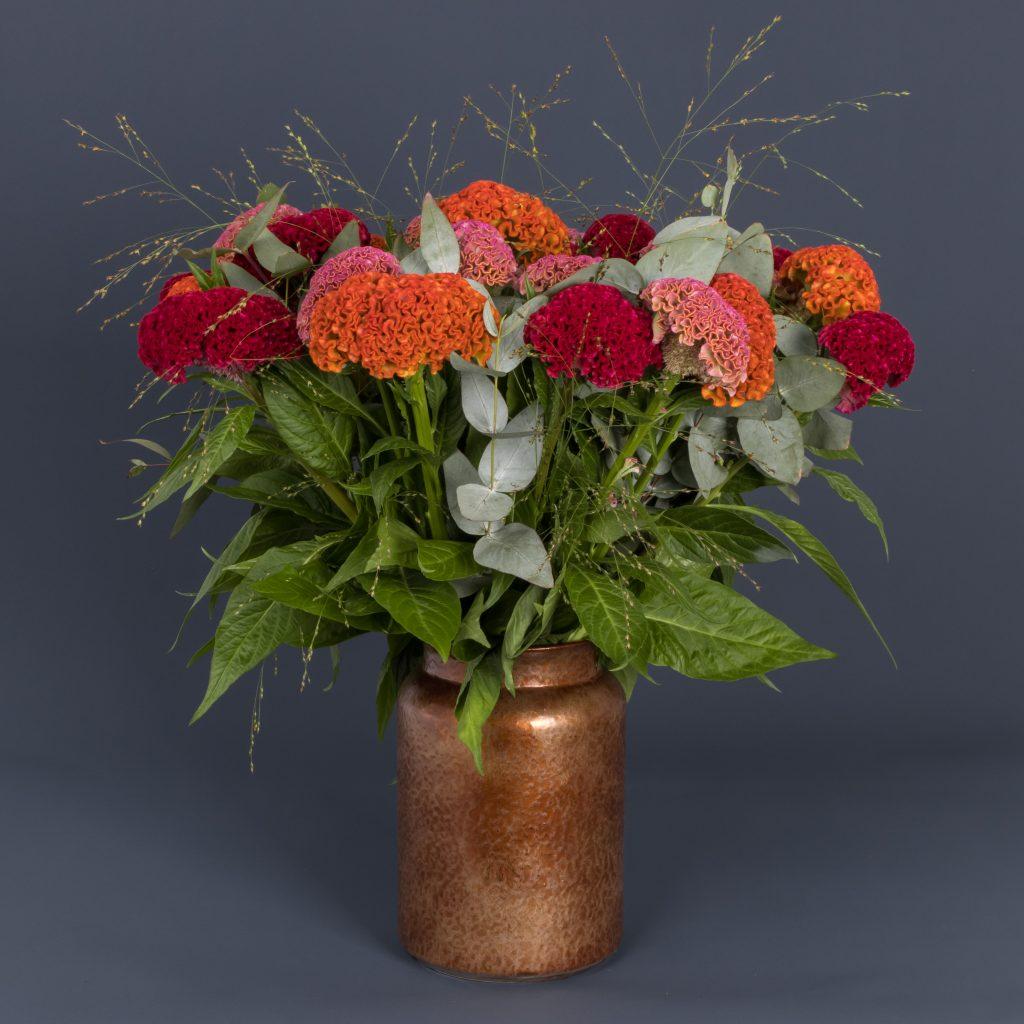Growers and exporter connected by Celosia cristata