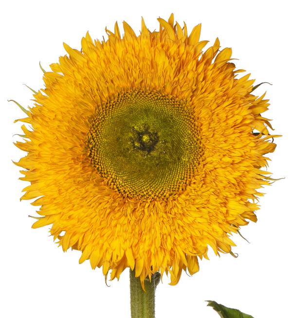 Helianthus annuus F1 Solano® Double