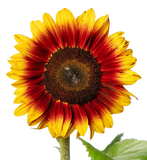 Helianthus annuus F1 Solano® Flame