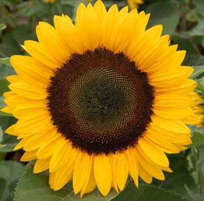 Helianthus annuus F1 SolSun Orange