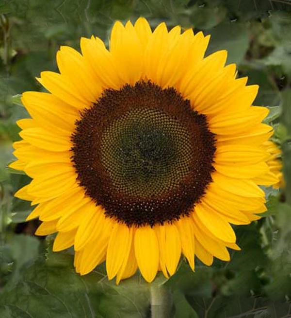 Helianthus annuus F1 SolSun Orange