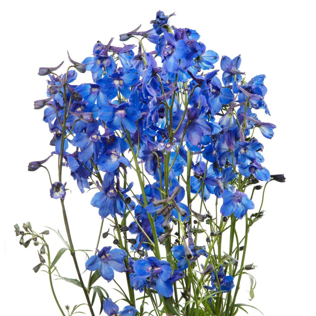 Delphinium cultorum belladonna Blue Shadow®