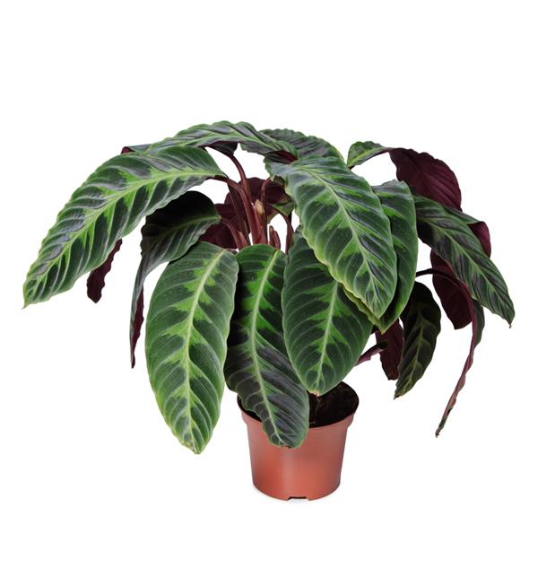 Calathea warscewiczii