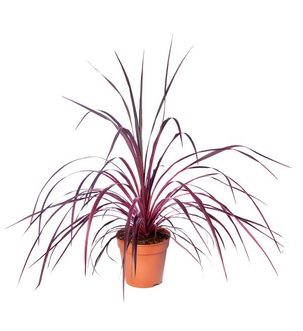 Cordyline Festival Raspberry