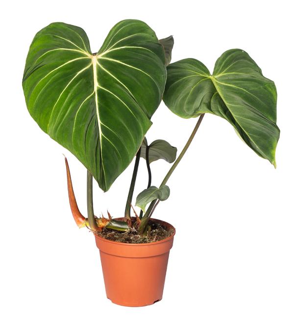 Philodendron gloriosum