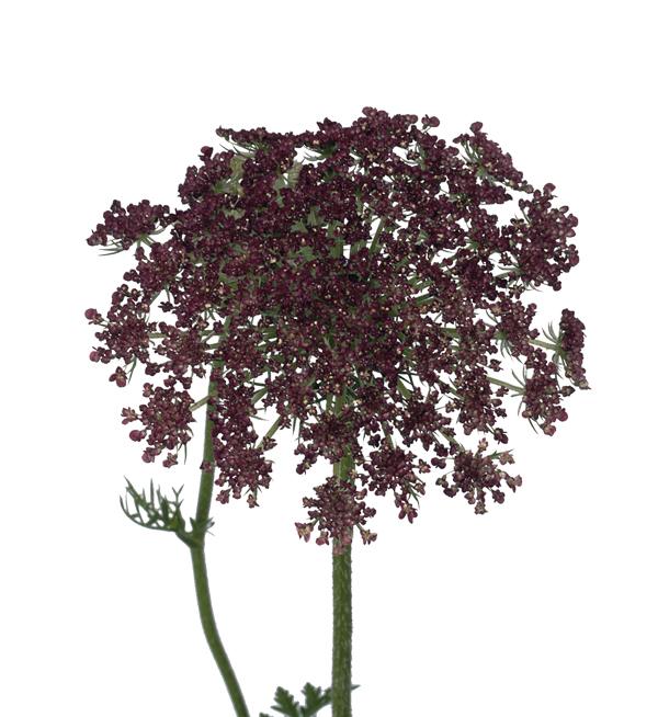 Daucus carota Dara