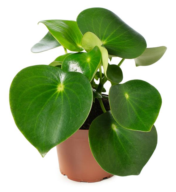 Peperomia Raindrop