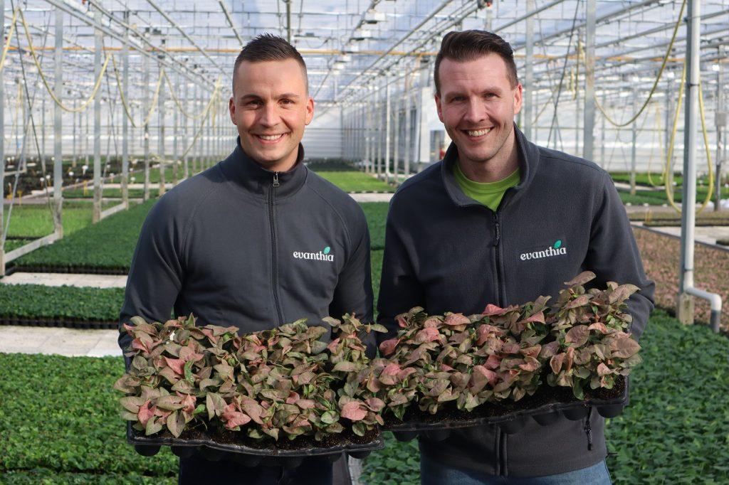 The 6 sparkling Syngoniums that will truly inspire your customers