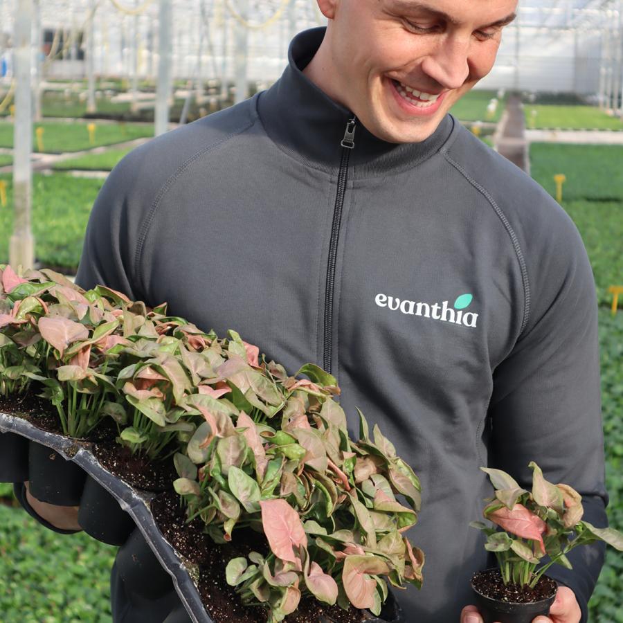 Why you'd want to start with Syngonium today
