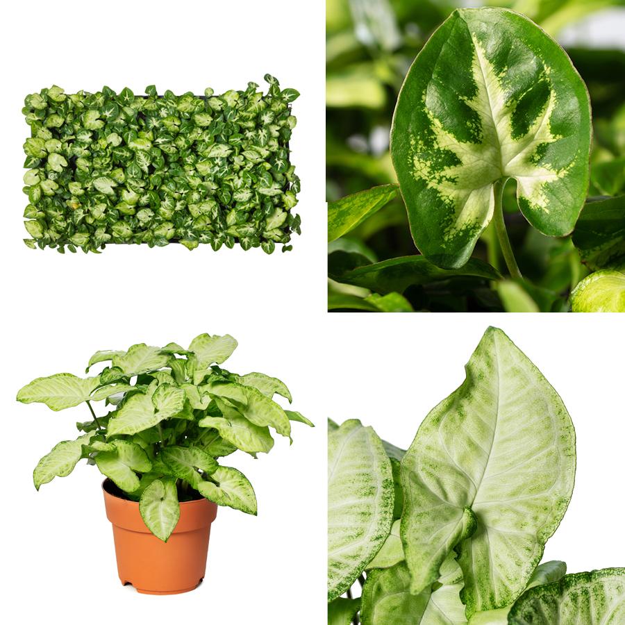Did you know this fun fact about Syngonium?