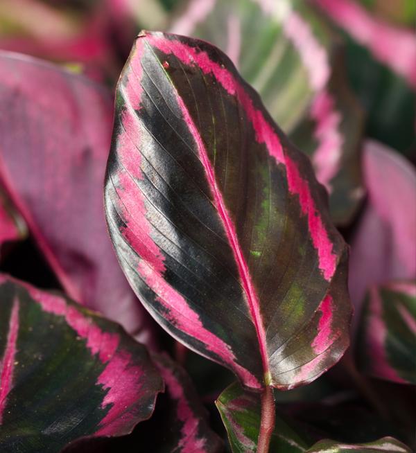 Calathea - a kaleidoscope of colours, patterns and possibilities