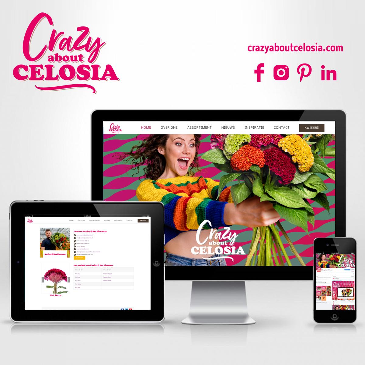 Iedereen Crazy about Celosia