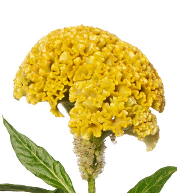 Celosia argentea cristata Reprise Gold