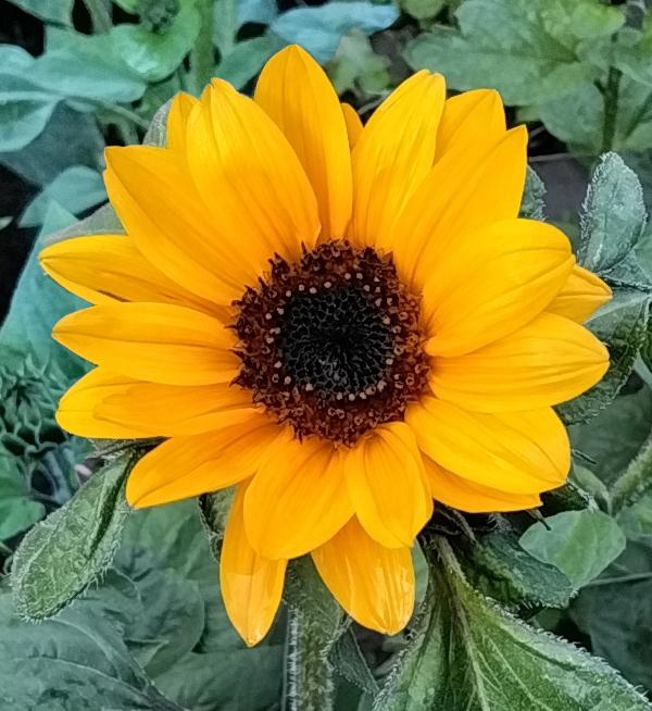 Helianthus annuus Solbrite