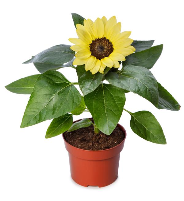 Helianthus annuus F1 Sunsation® Lemon Compact