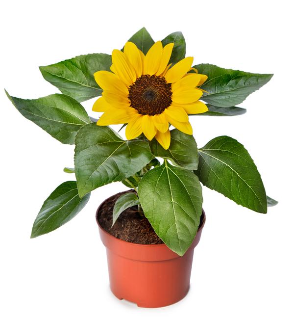 Helianthus annuus F1 Sunsation® Yellow Compact