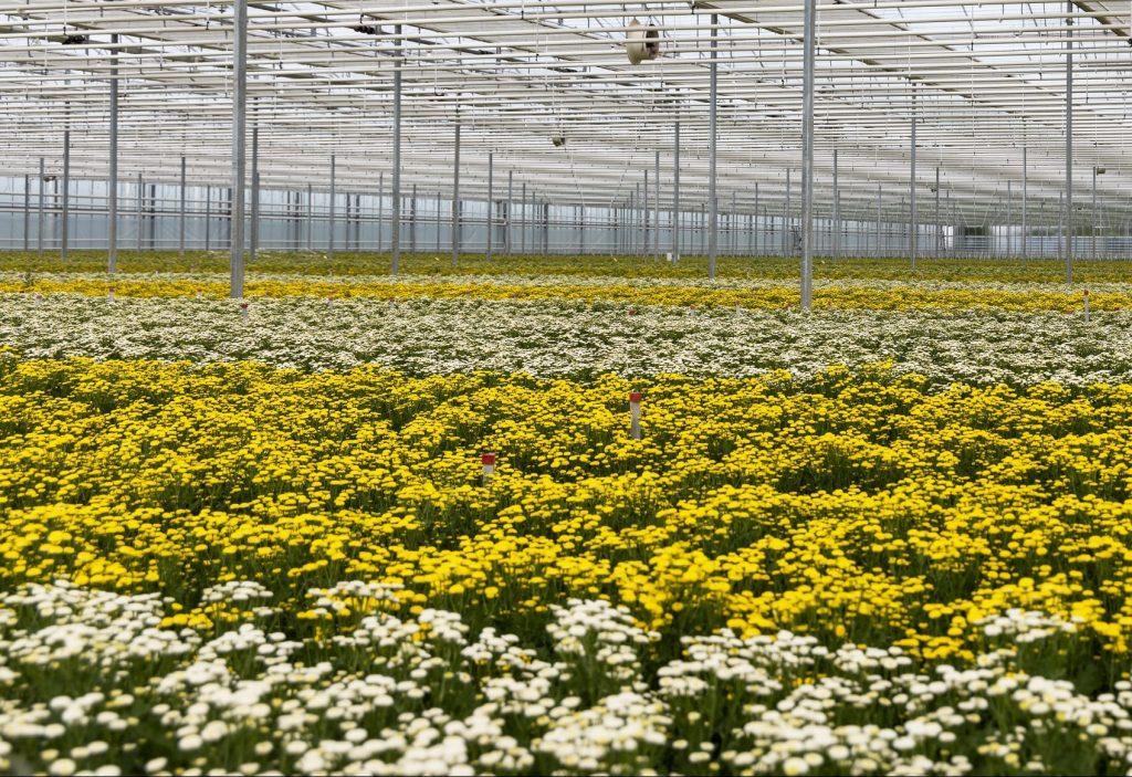 UN PASEO por Evanthia: Tanacetum, del invernadero al jarrón