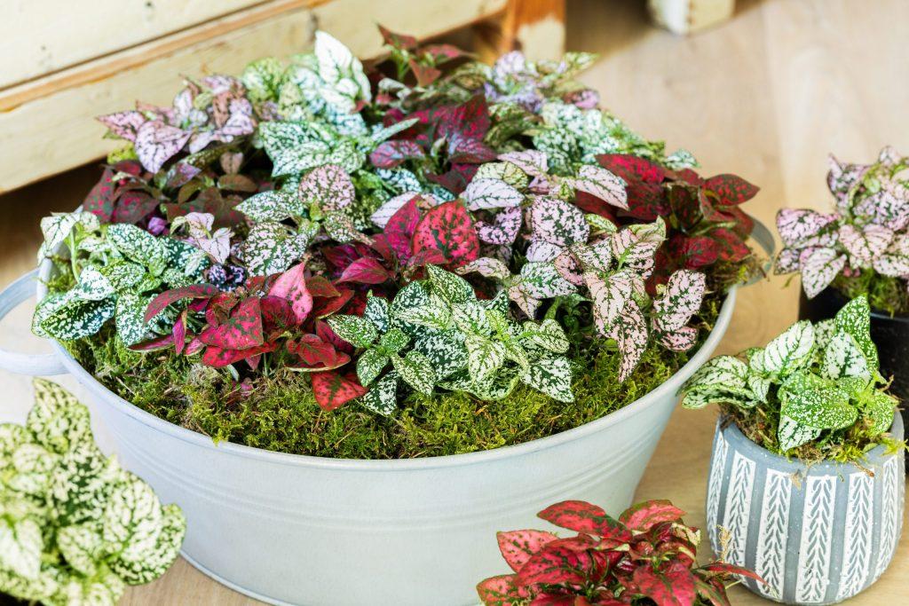 NEW: Hypoestes Coloratus<sup>®</sup>