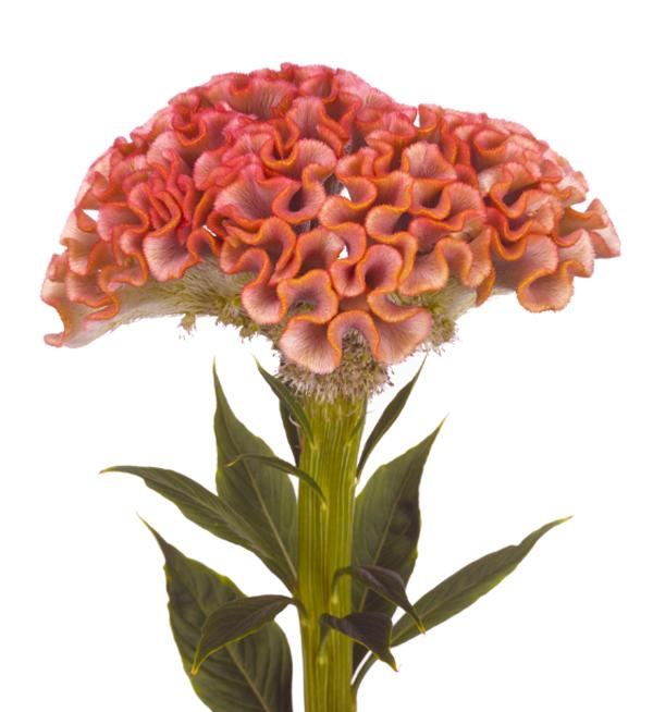 Celosia argentea cristata Muse Pink