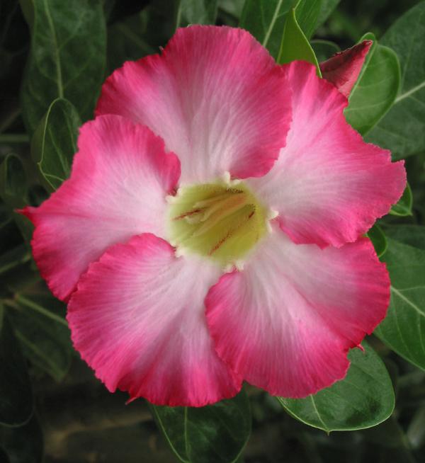 Adenium obesum Basic Pink