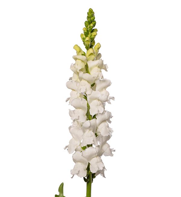 Antirrhinum majus F1 Antibes Early White I