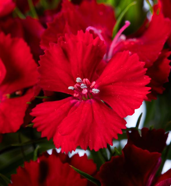 Dianthus barbatus Barbienne Deep Red