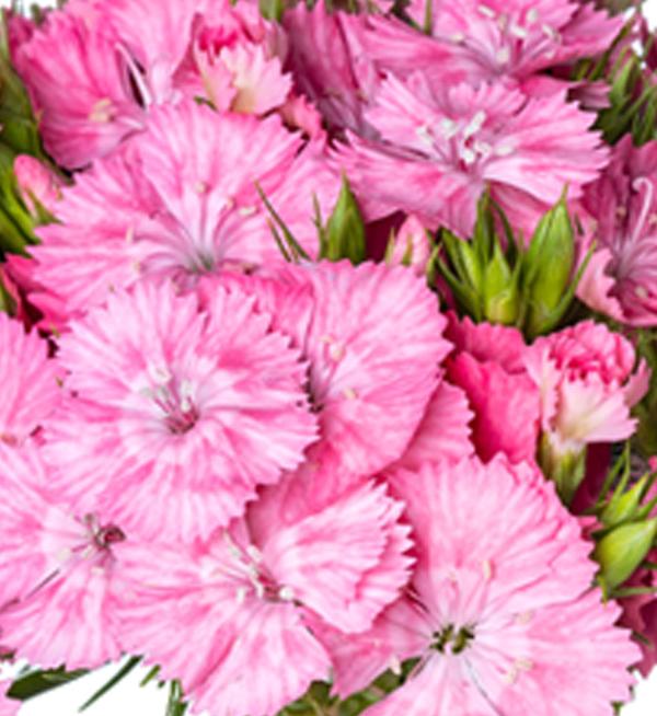 Dianthus barbatus Barcelona Pink