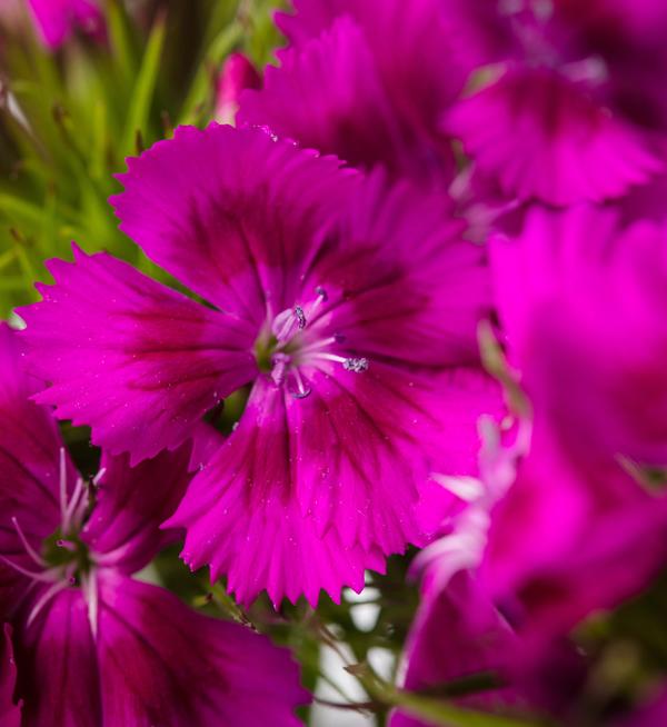 Dianthus barbatus Barcelona Purple