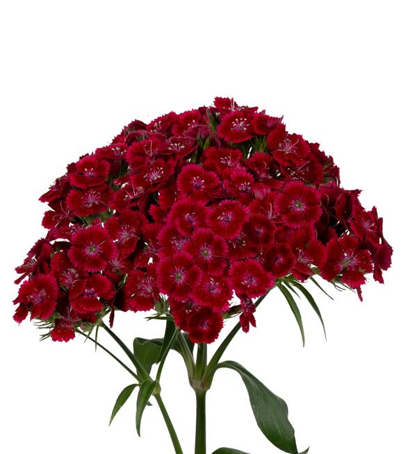 Dianthus barbatus F1 Barcelona Red