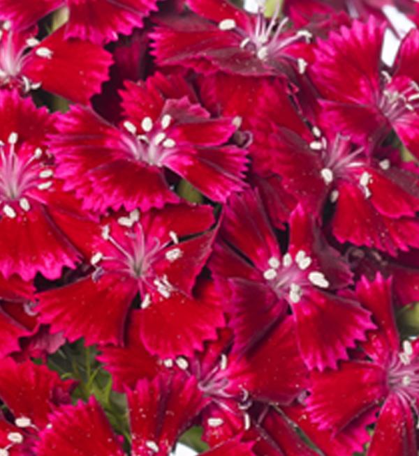 Dianthus barbatus Barcelona Red