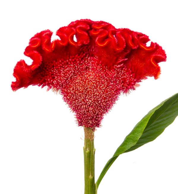 Red Ace 