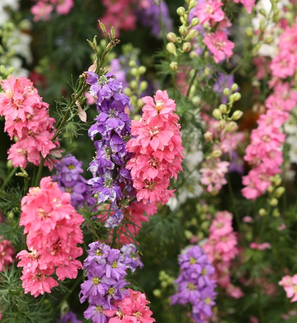 Delphinium consolida EVA