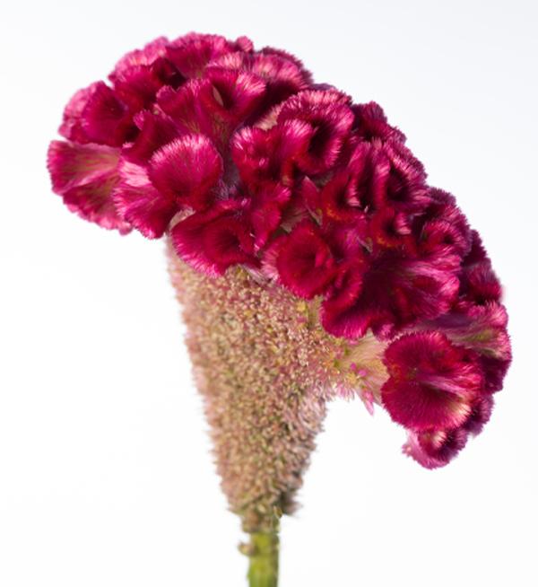 Celosia argentea cristata Solid