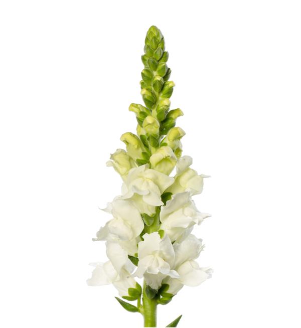 Antirrhinum majus F1 Toulon White IV-V