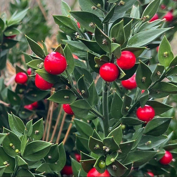 Ruscus acuelatus