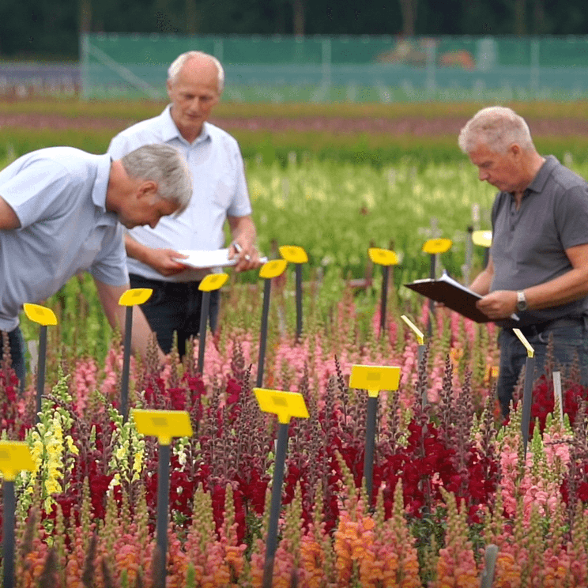 Uitgebreide Antirrhinum bloeiproeven