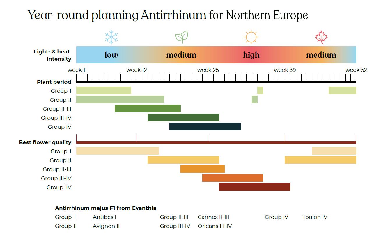 Jaarrond planning Antirrhinum voor Noord Europese klimaatomstandigheden