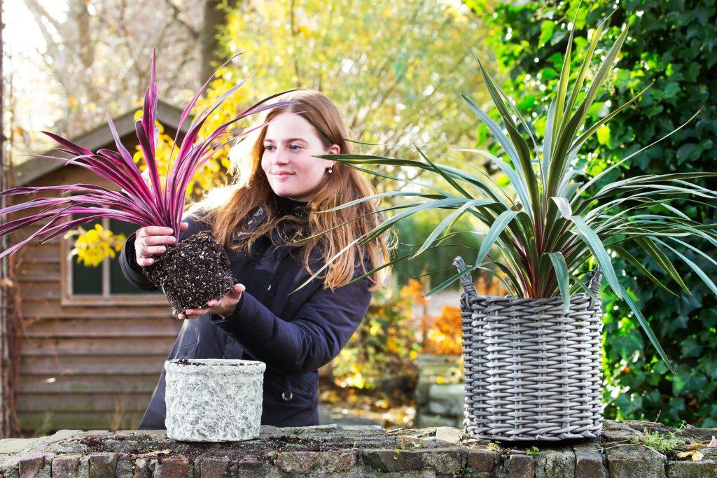 Volop kansen met Cordyline