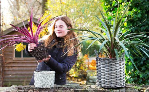 Cool chances with Cordyline