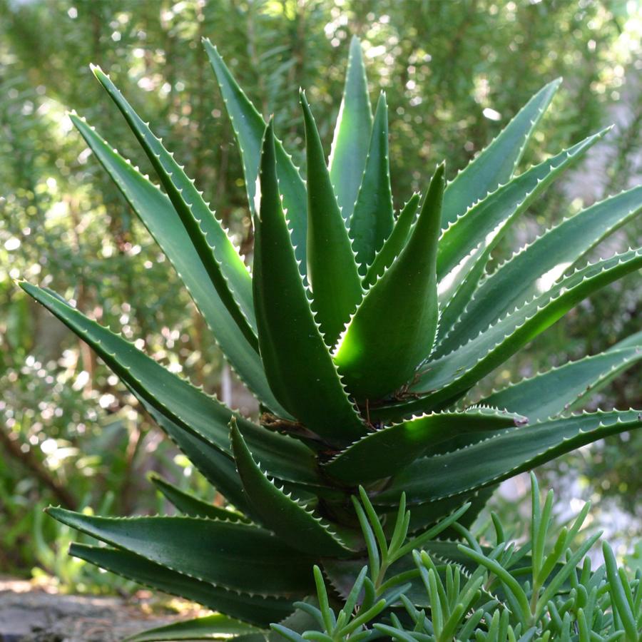 Dry January • Succulenten in close-up