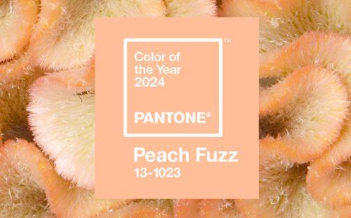 peach-fuzz-pantone-kleur-van-het-jaar-2024