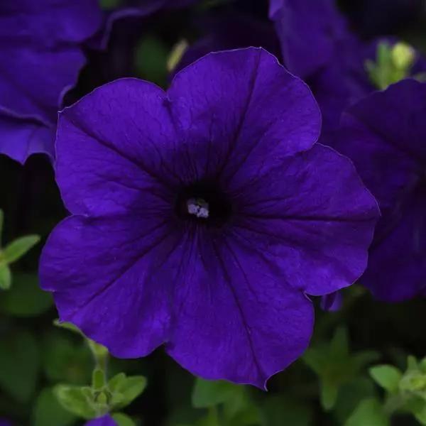 Petunia x hybrida E3 Easy Wave® Blue