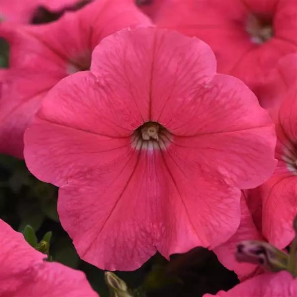 Petunia x hybrida E3 Easy Wave® Coral
